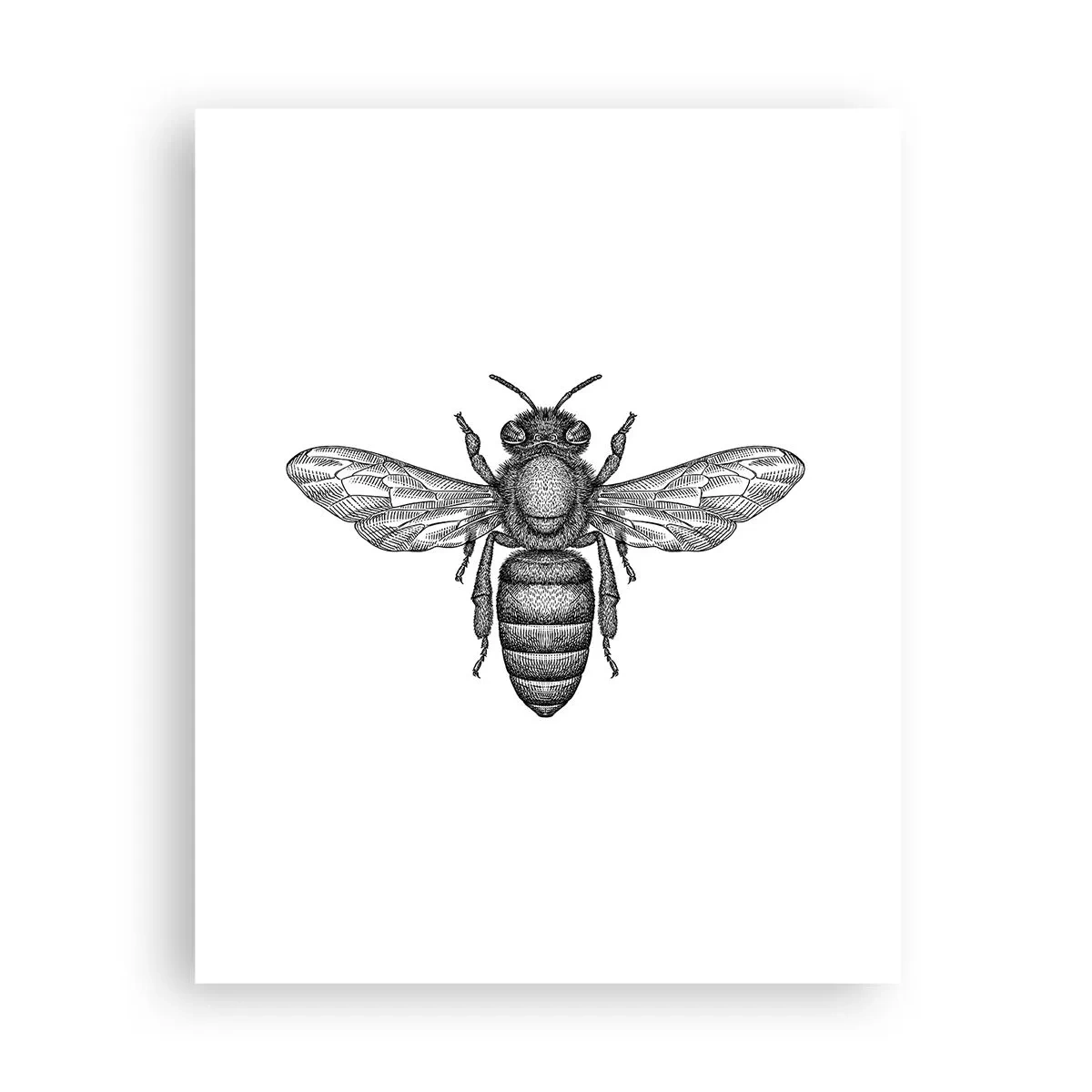 Poster - Insektenporträt - 40x50 cm