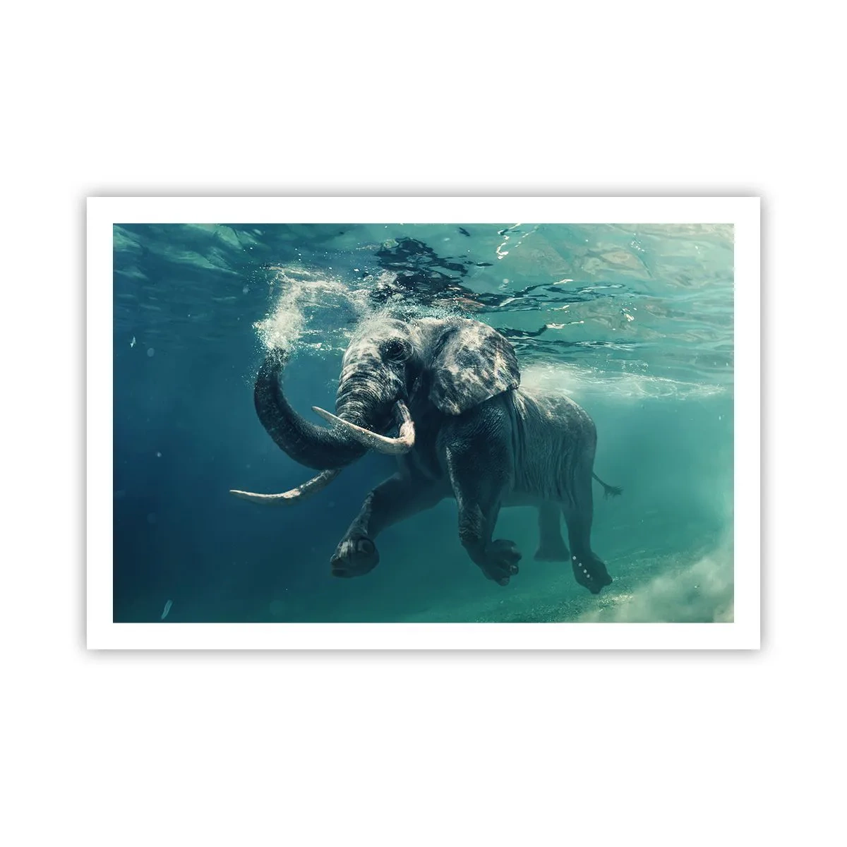 Poster - Jeder schwimmt gerne - 91x61 cm