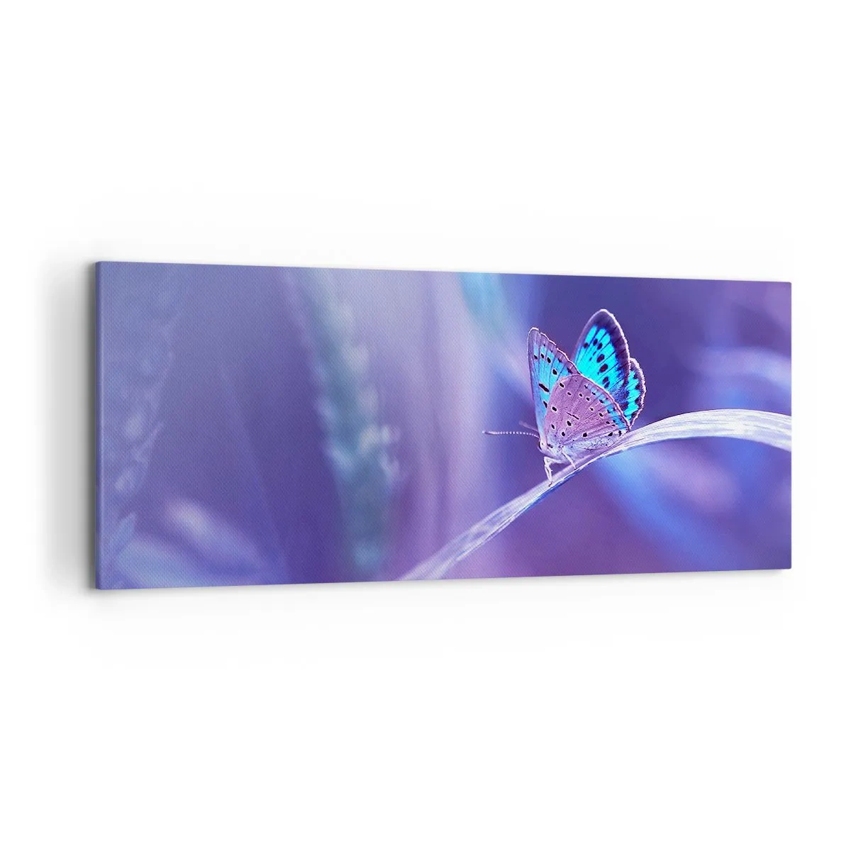 Bild auf Leinwand - Leinwandbild - Ein zarter blauer Schmetterling auf einem Stängel in violettem Licht - 120x50cm - Ein Juwel der Natur - Moderne Wanddekoration für Wohnzimmer und Schlafzimmer ARTTOR