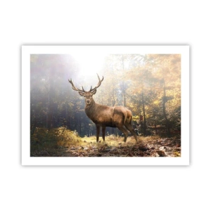 Poster - In voller Majestät - 70x50 cm