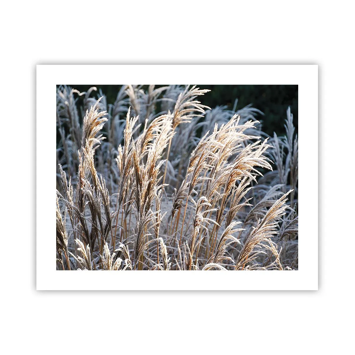 Poster - Gekleidet mit Frost - 50x40 cm