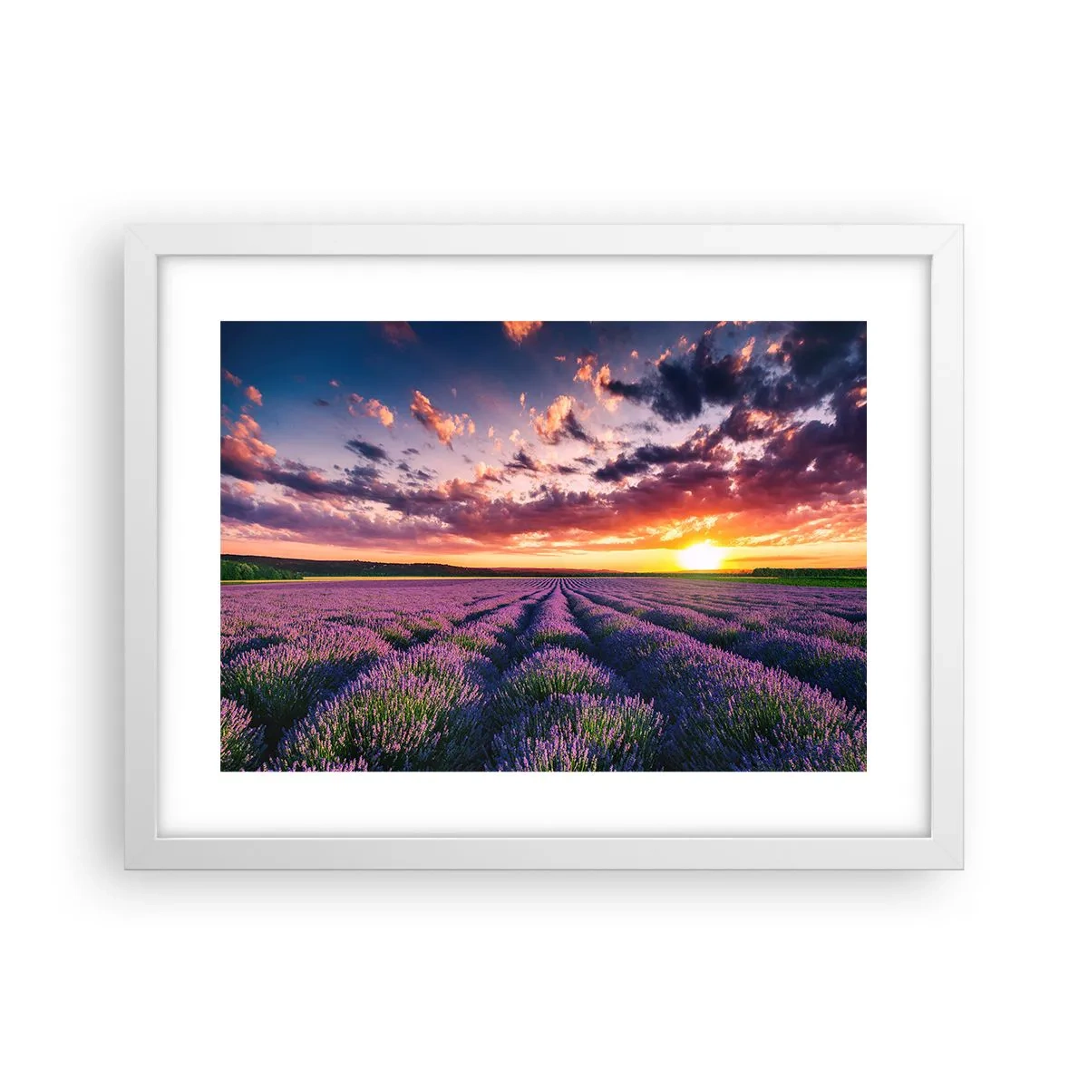 Poster in einem weißen Rahmen - Lavendel Welt - 40x30 cm