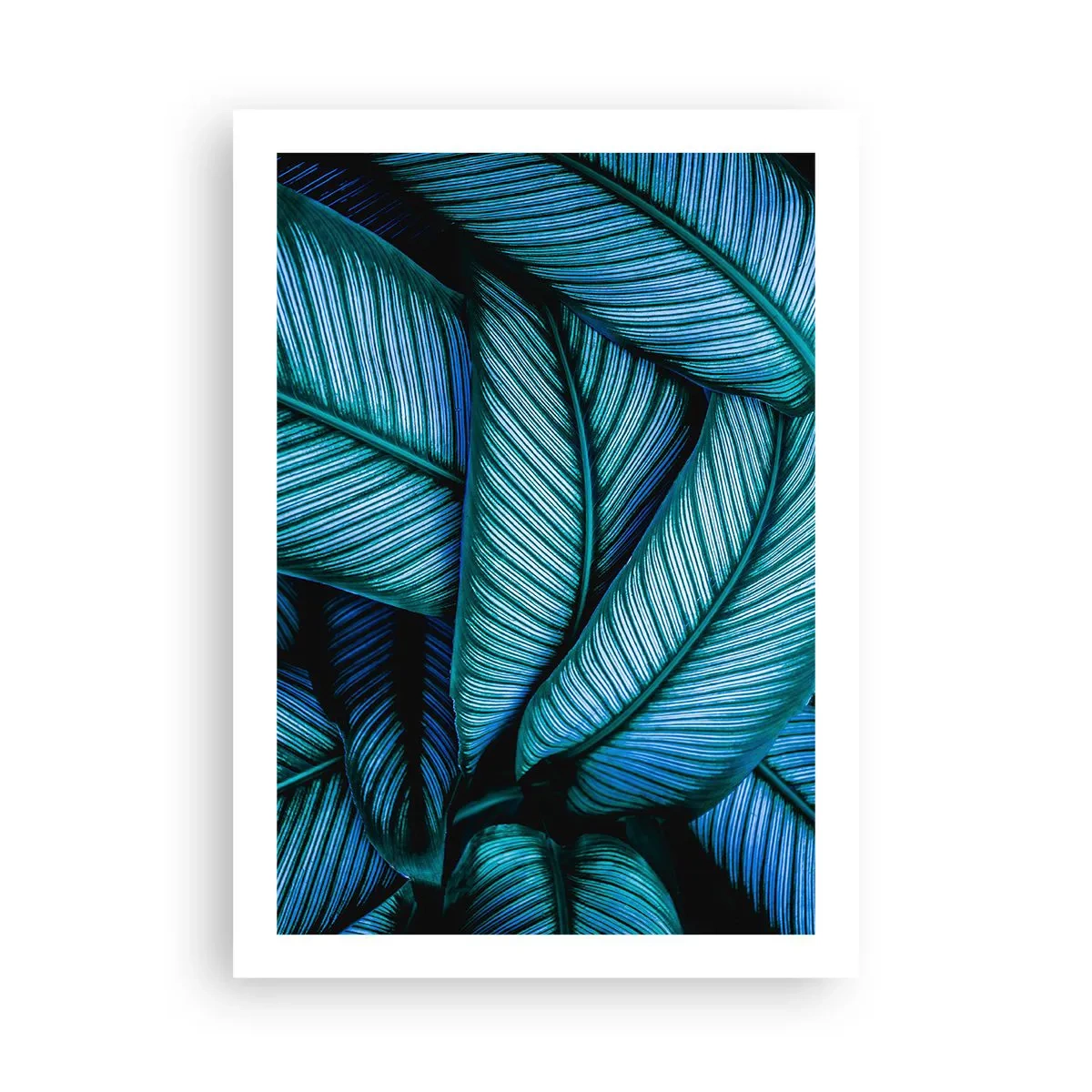 Poster - Die faszinierenden blaugrünen Blätter des Bananenbaums - 50x70cm - Lebenslinien - Moderne Wanddekoration für Wohnzimmer und Schlafzimmer ARTTOR