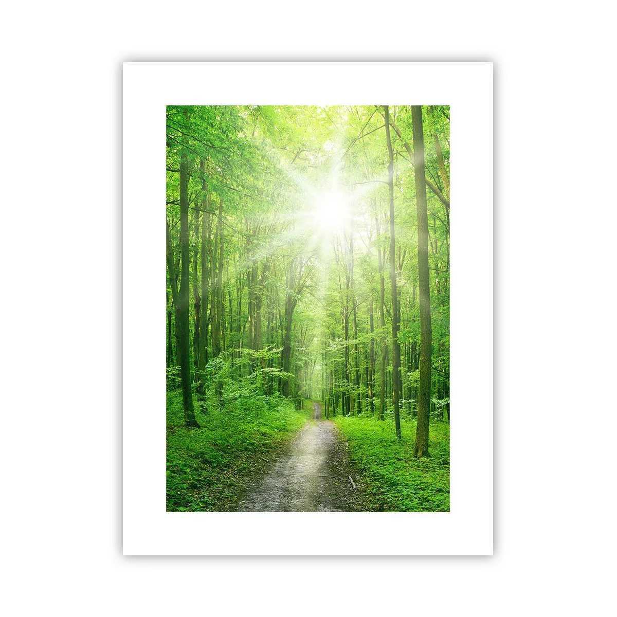 Poster - Die grüne Kathedrale - 30x40 cm