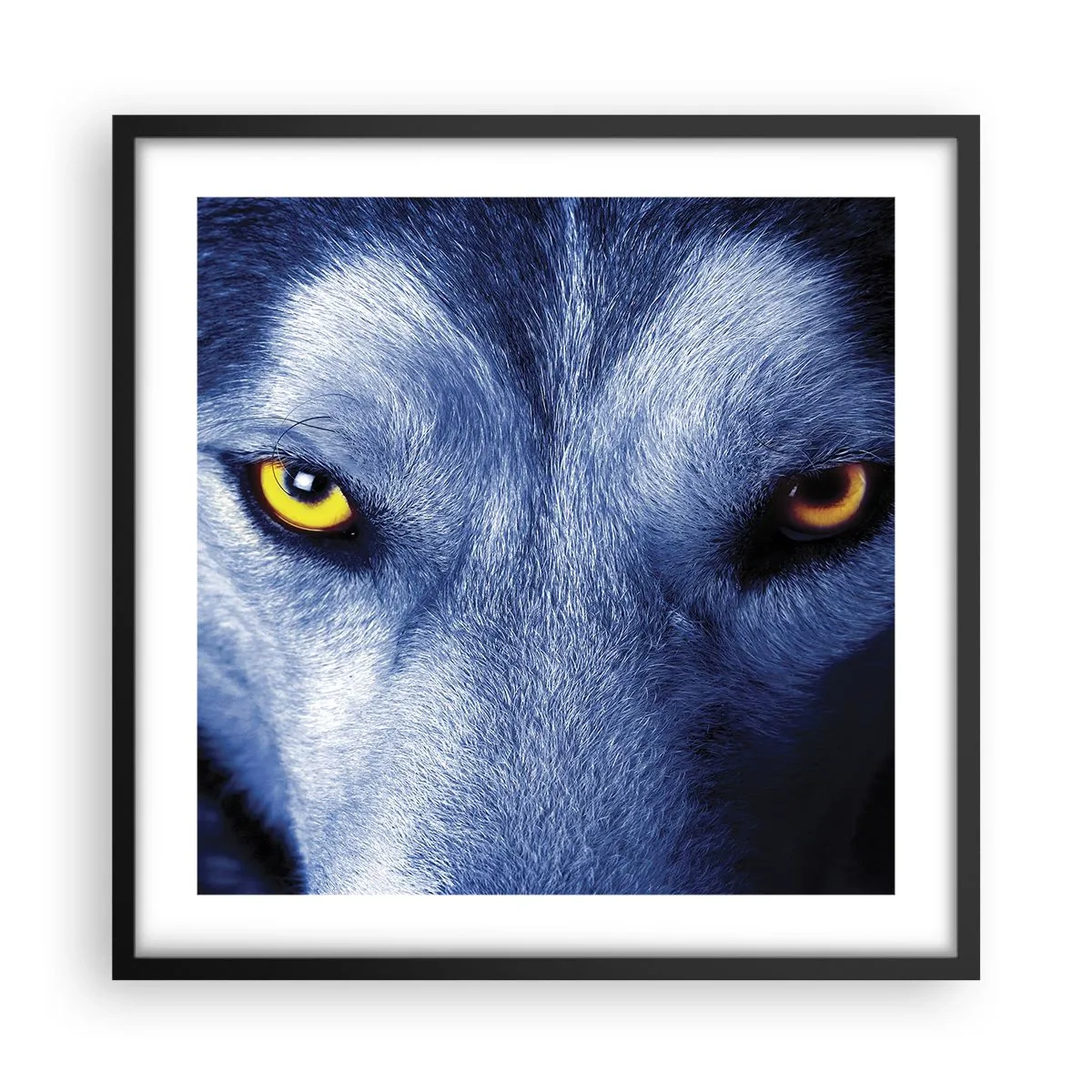 Poster in einem schwarzem Rahmen - Faszinierender Blick - 50x50 cm