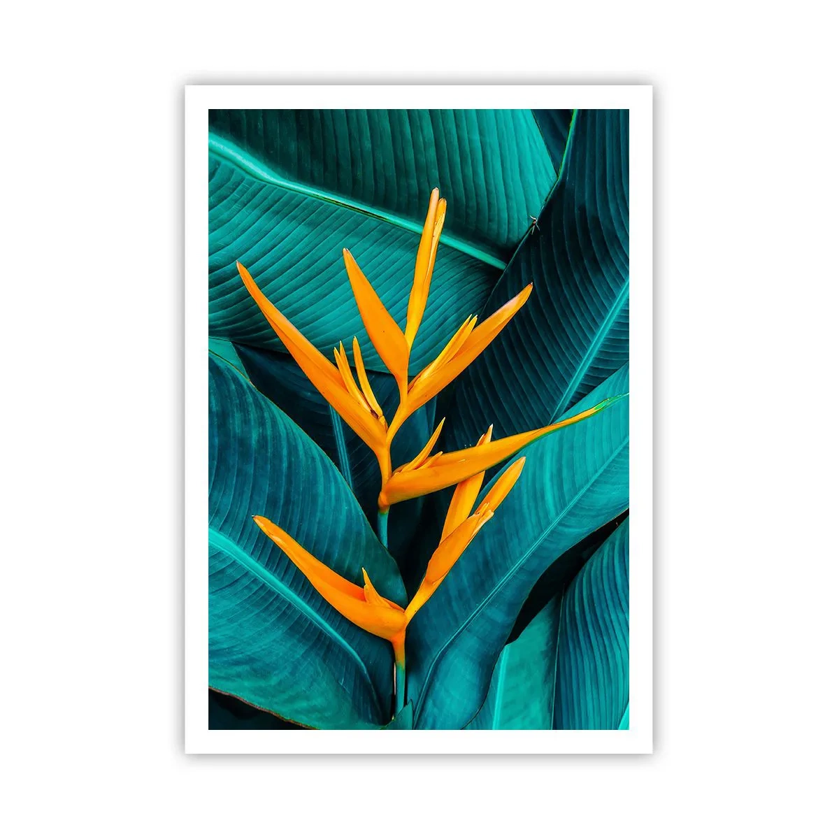 Poster - Eden-Blume - 70x100 cm