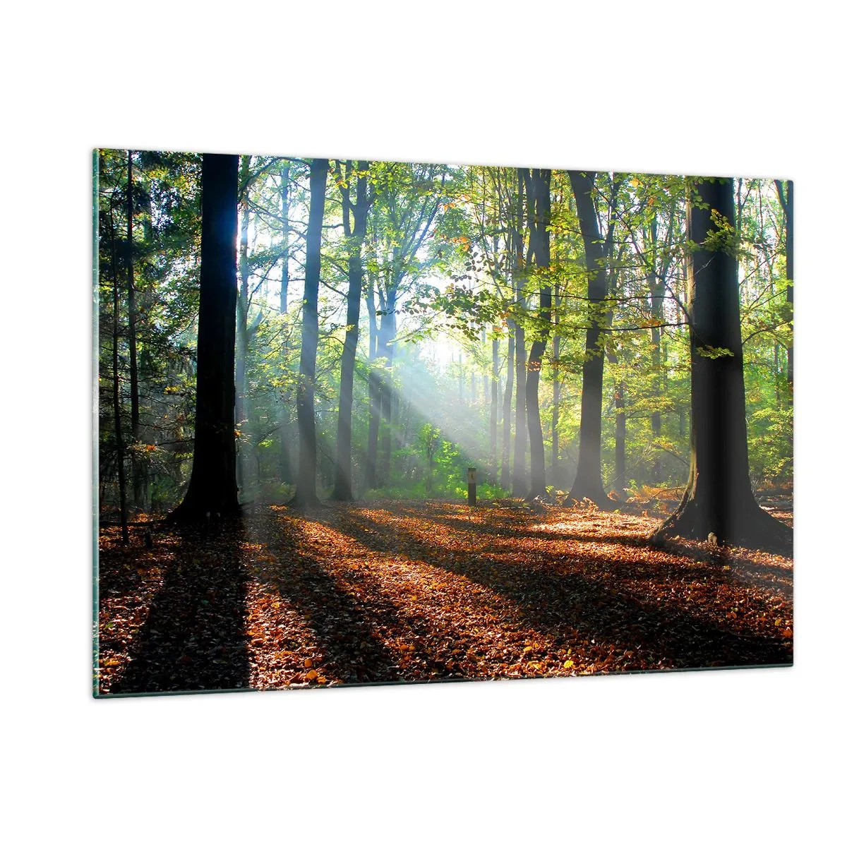 Glasbild - Bild auf glas - Ein Wald in den Strahlen der Sonne in einer Herbstlandschaft - 120x80cm - Licht und Schatten - Moderne Wanddekoration für Wohnzimmer und Schlafzimmer ARTTOR