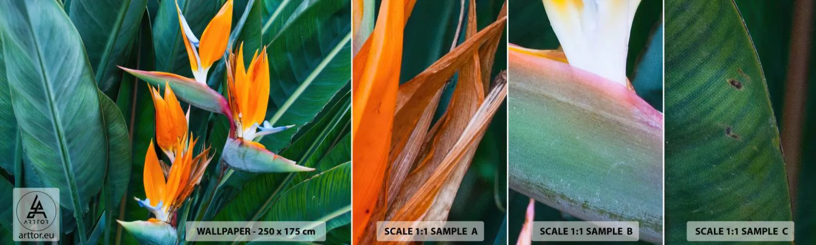 Fototapeten Muster Selbstklebend Deluxe Sticker - Ist es eine Blume oder ist es ein Vogel? - Strelitzia Royal, Blume, Afrika - 100x30 cm