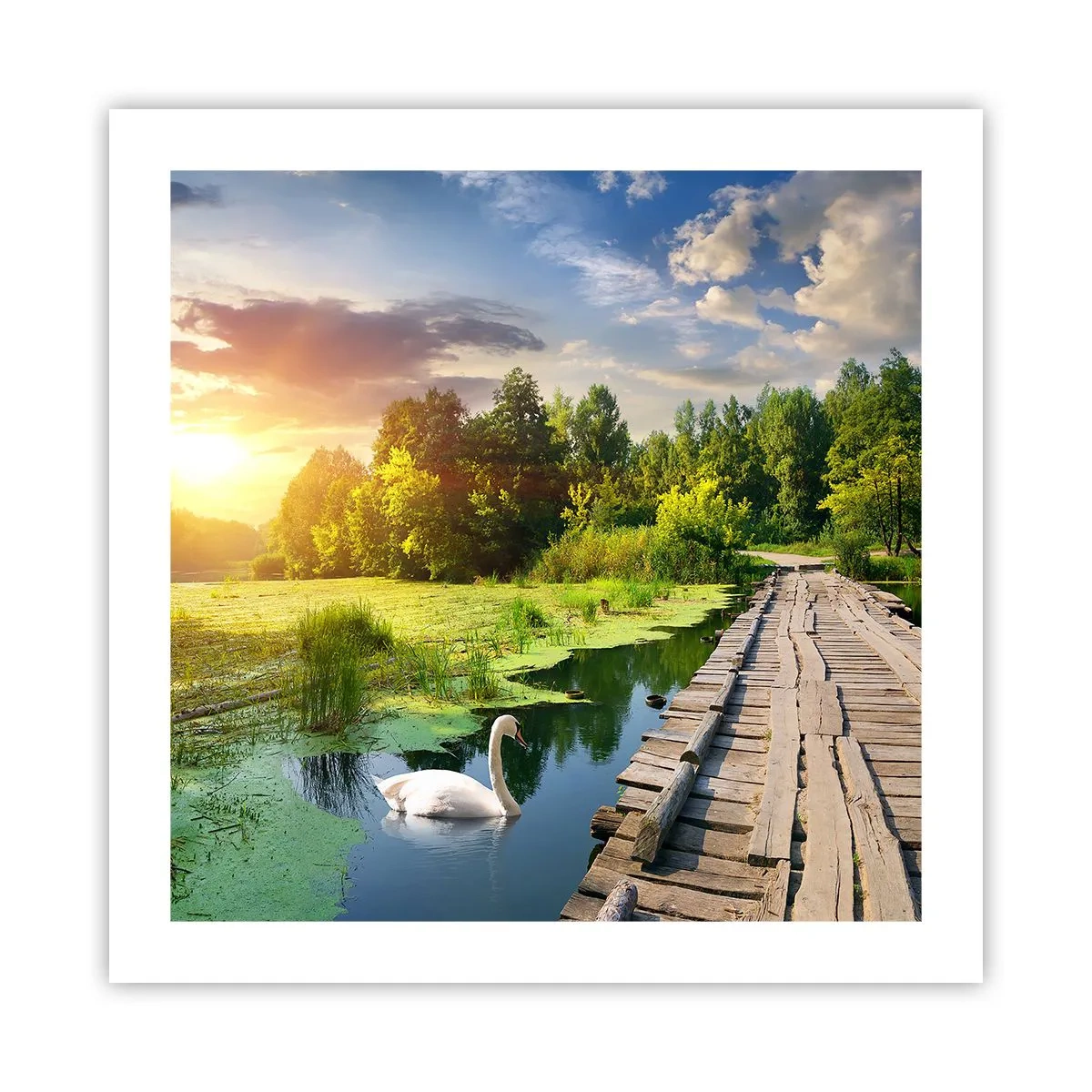 Poster - Sommer, Sommer überall - 50x50 cm