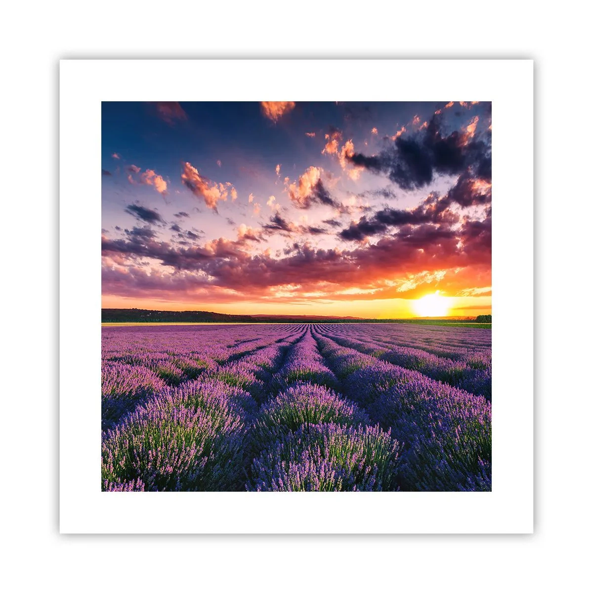 Poster - Lavendel Welt - 40x40 cm
