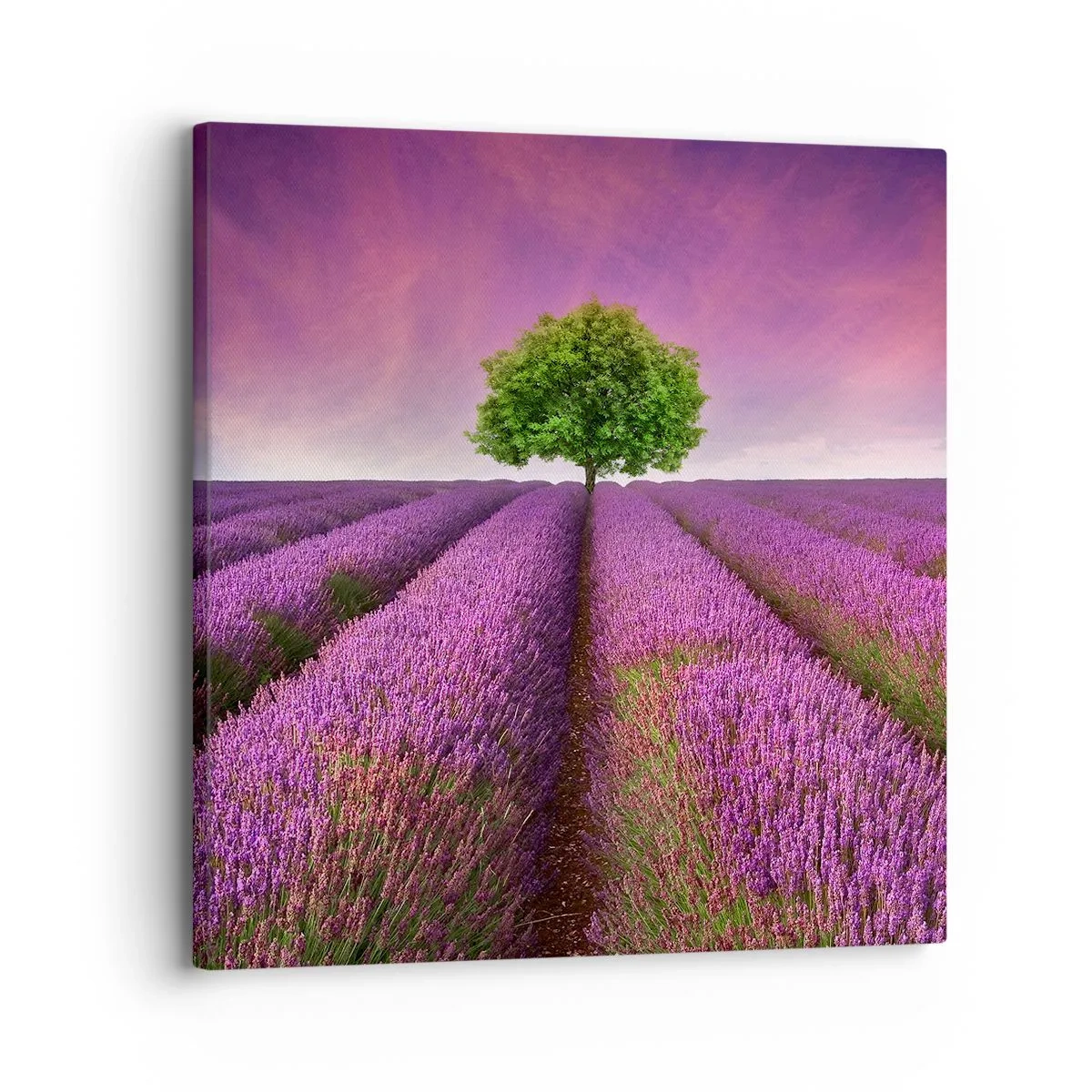 Bild auf Leinwand - Leinwandbild - Auf Lavendelfeldern - 30x30 cm