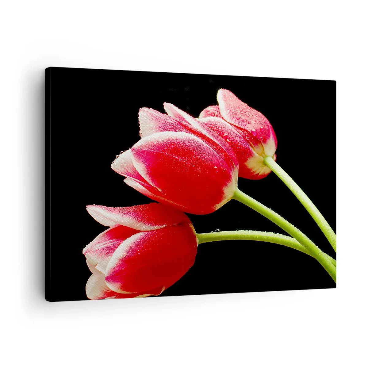 Bild auf Leinwand - Leinwandbild - Rote Tulpen mit Tautropfen auf schwarzem Hintergrund - 70x50cm - Ein Versprechen der reinen Liebe - Moderne Wanddekoration für Wohnzimmer und Schlafzimmer ARTTOR