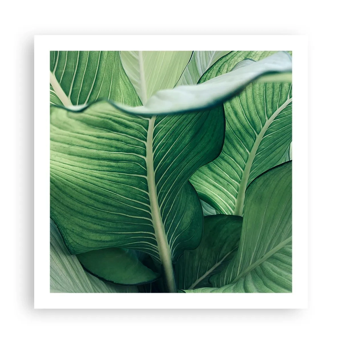 Poster - Intensiv grünes Leben - 60x60 cm