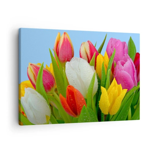 Bild auf Leinwand - Leinwandbild - Bunte Tulpen mit Tautropfen auf blauem Hintergrund bedeckt - 70x50cm - Ein blumiger Regenbogen in Tautropfen - Moderne Wanddekoration für Wohnzimmer und Schlafzimmer ARTTOR