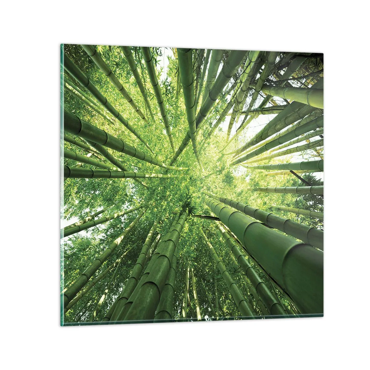 Glasbild - Bild auf glas - In einem Bambushain - 30x30 cm