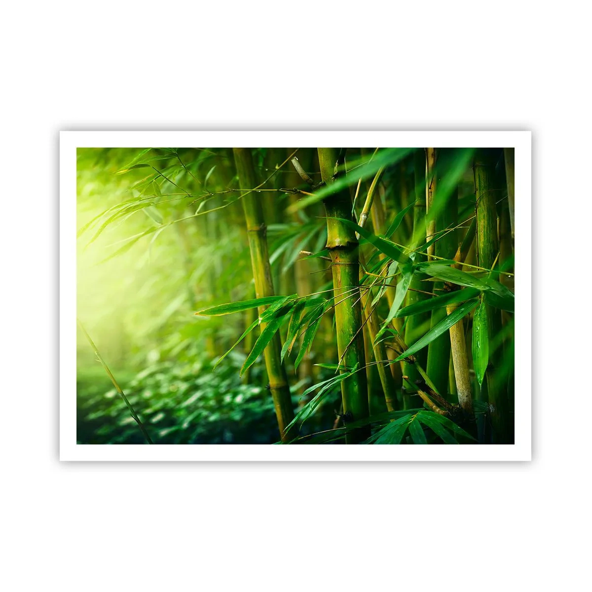 Poster - Grüner Bambuswald in sanftem Licht - 100x70cm - Lerne Grün selbst kennen - Moderne Wanddekoration für Wohnzimmer und Schlafzimmer ARTTOR