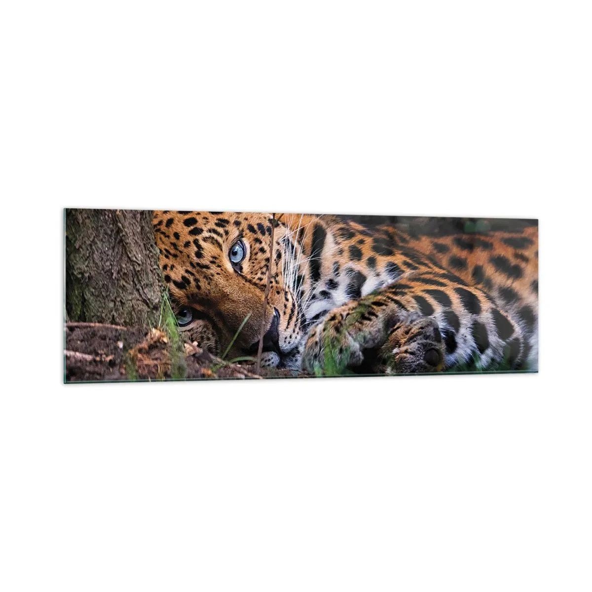 Glasbild - Bild auf glas - Ein Leopard, der im Schatten der Bäume liegt - 160x50cm - Vertrau mir - Moderne Wanddekoration für Wohnzimmer und Schlafzimmer ARTTOR