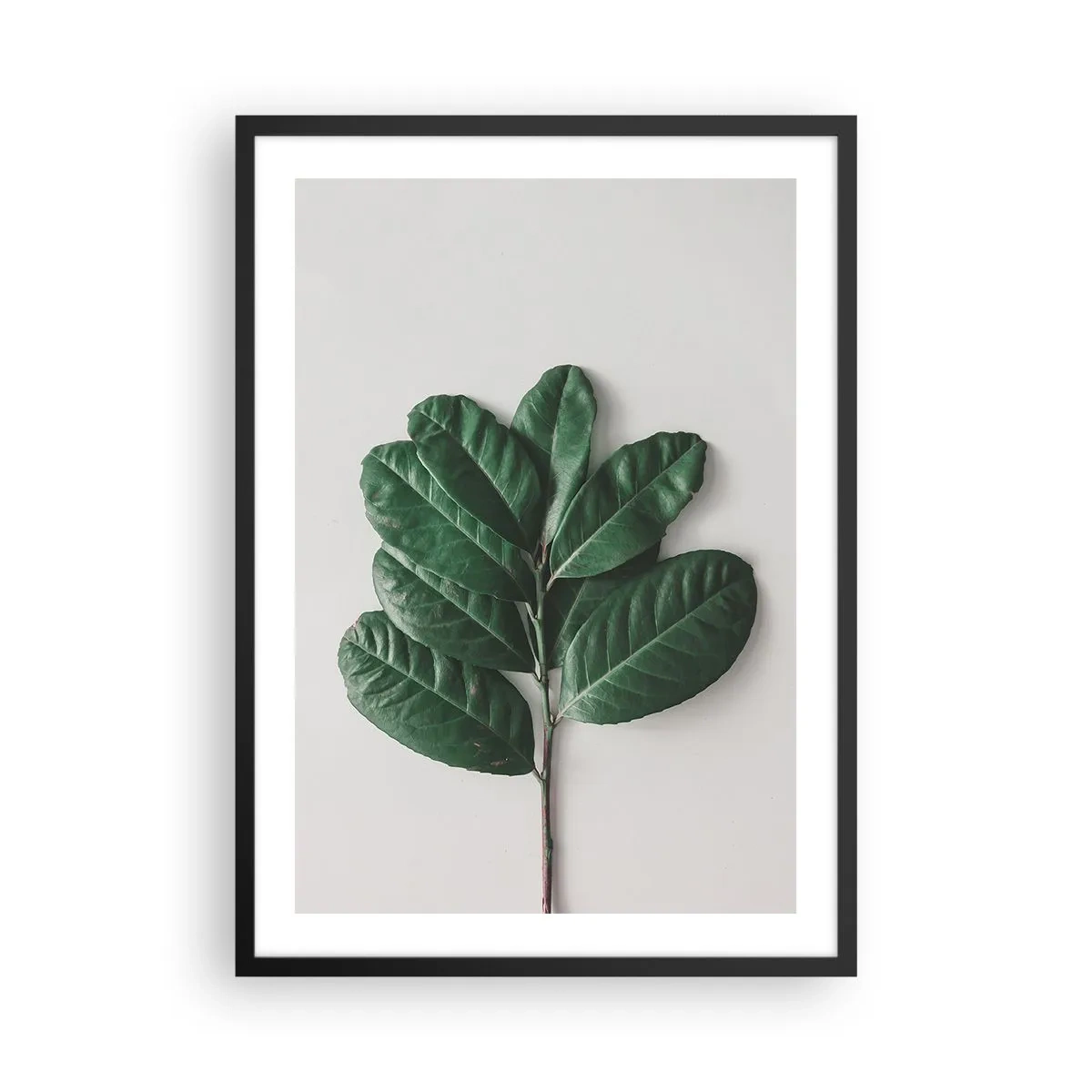 Poster in einem schwarzem Rahmen - Ein Zweig mit dunkelgrünen Blättern auf hellem Hintergrund - 50x70cm - Eine Zeichnung purer Natur - Moderne Wanddekoration für Wohnzimmer und Schlafzimmer ARTTOR