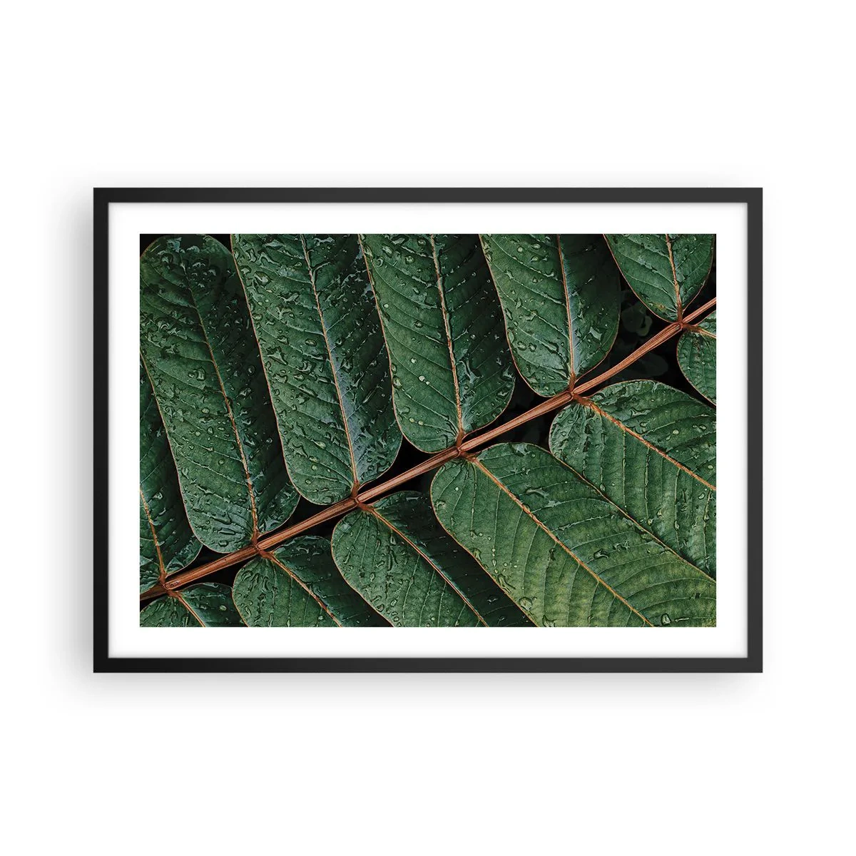 Poster in einem schwarzem Rahmen - Makroaufnahme von grünen Blättern mit Tautropfen - 70x50cm - Im grünen Rhythmus - Moderne Wanddekoration für Wohnzimmer und Schlafzimmer ARTTOR