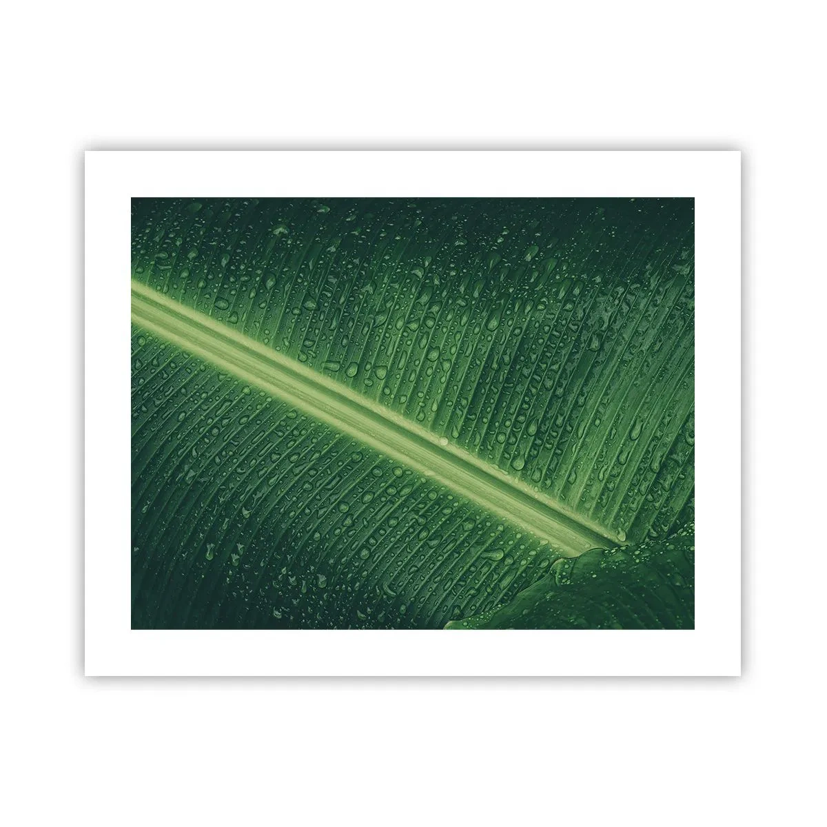 Poster - Die Struktur des Grüns - 50x40 cm