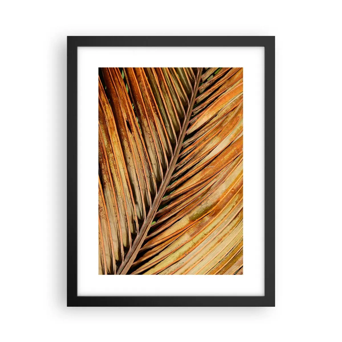 Poster in einem schwarzem Rahmen - Kokosnuss-Gold - 30x40 cm