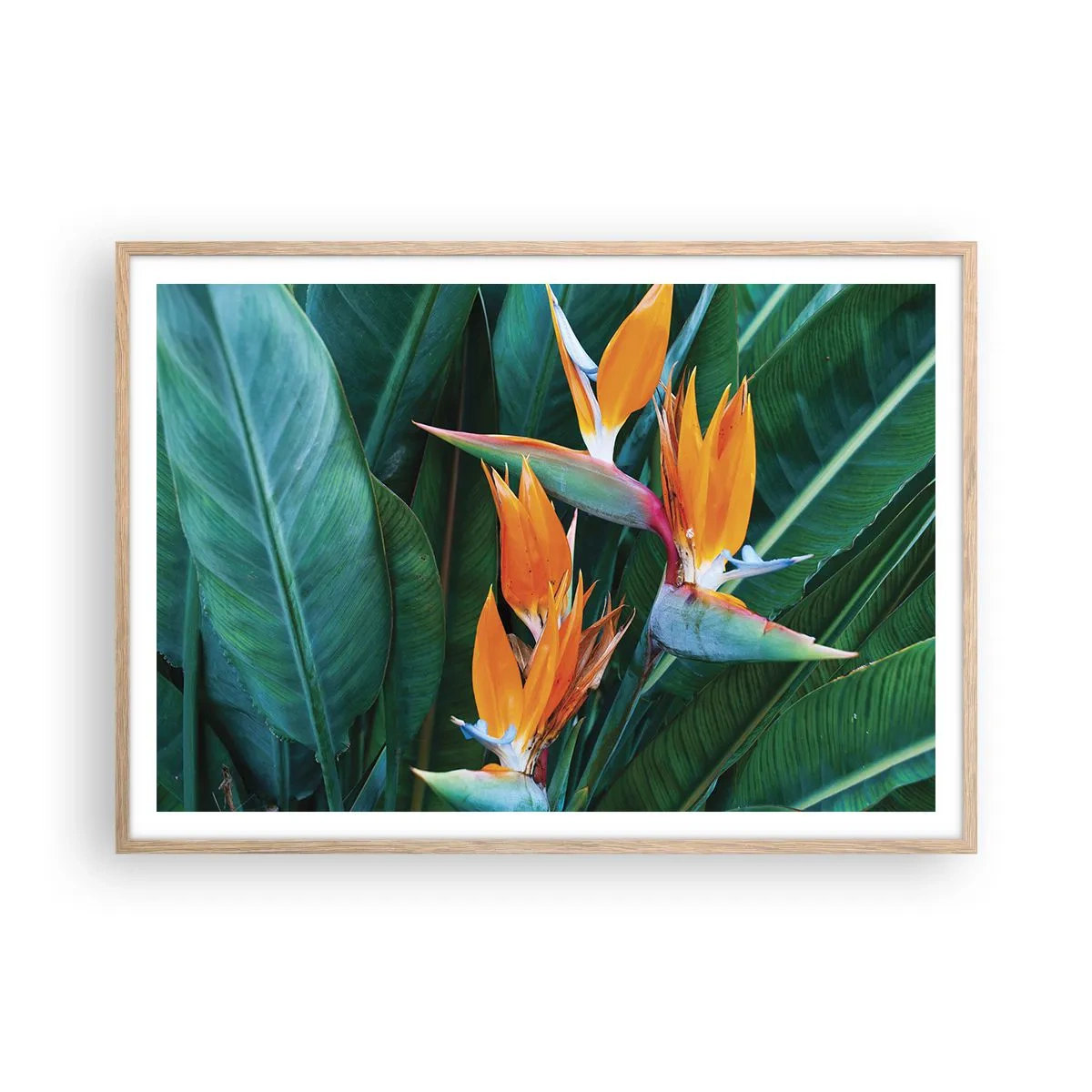 Poster in einem Rahmen aus heller Eiche - Ist es eine Blume oder ist es ein Vogel? - 100x70 cm