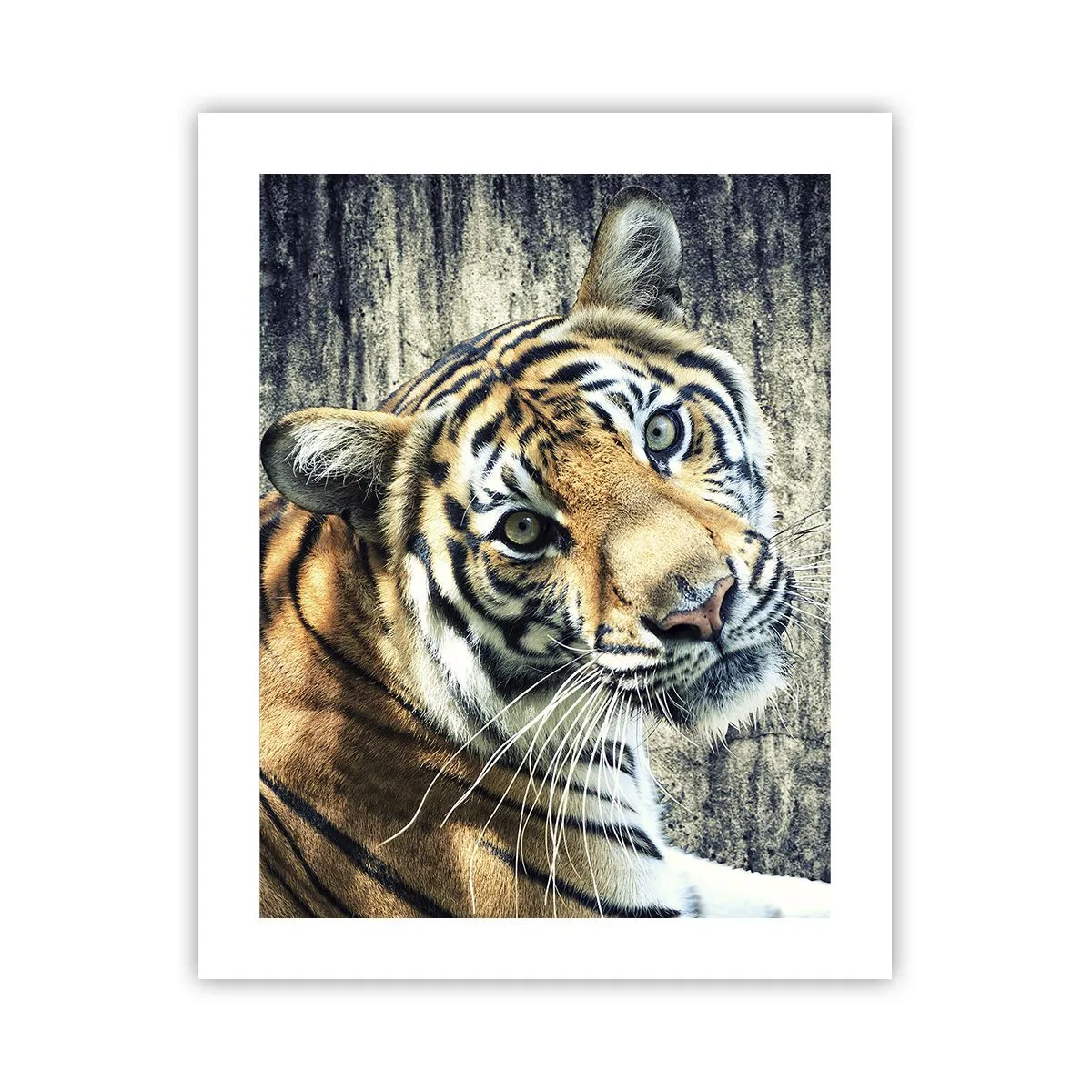 Poster - Portrait in Lichtstrahlen - 40x50 cm