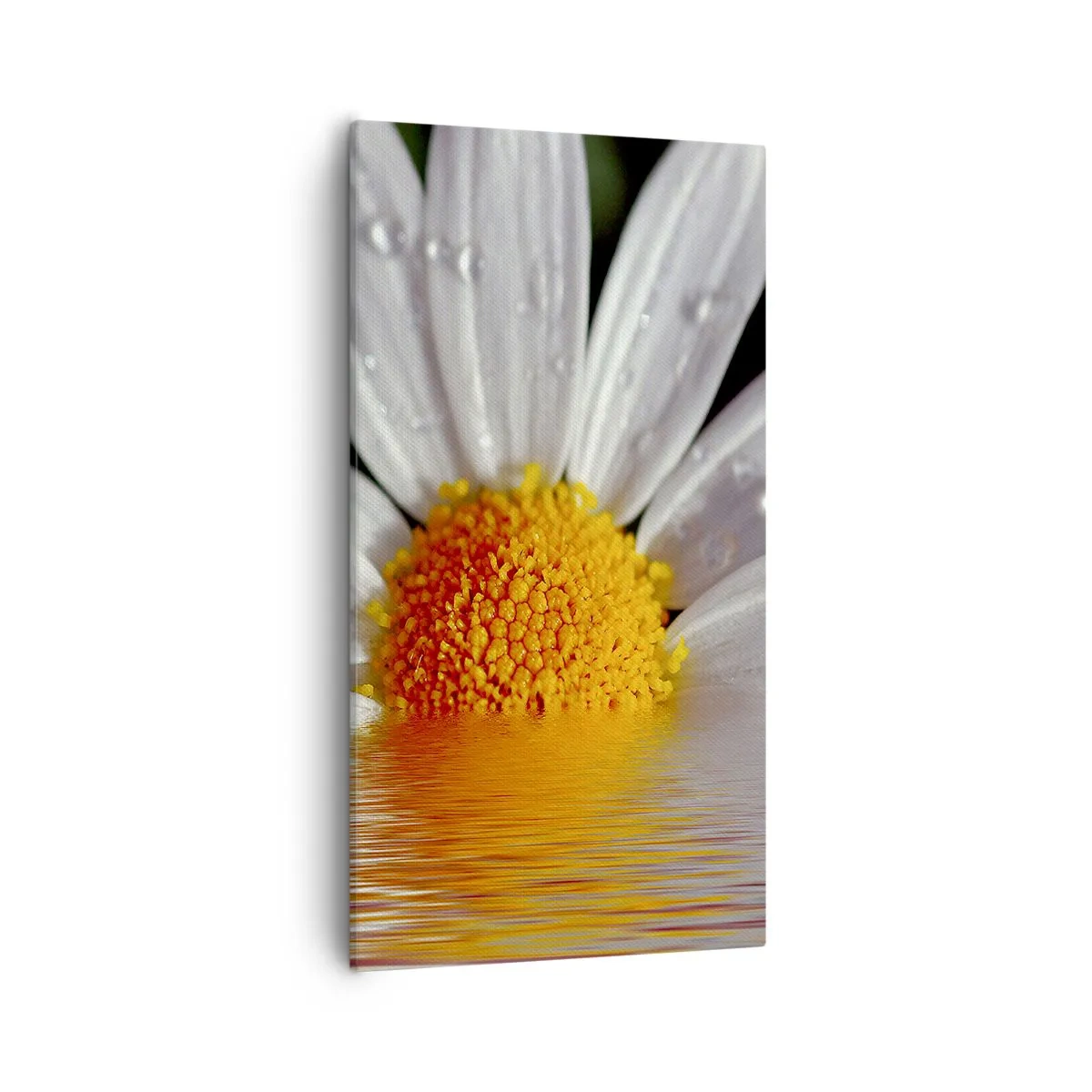 Bild auf Leinwand - Leinwandbild - Die aufgehende Sonne der Gänseblümchen - 55x100 cm