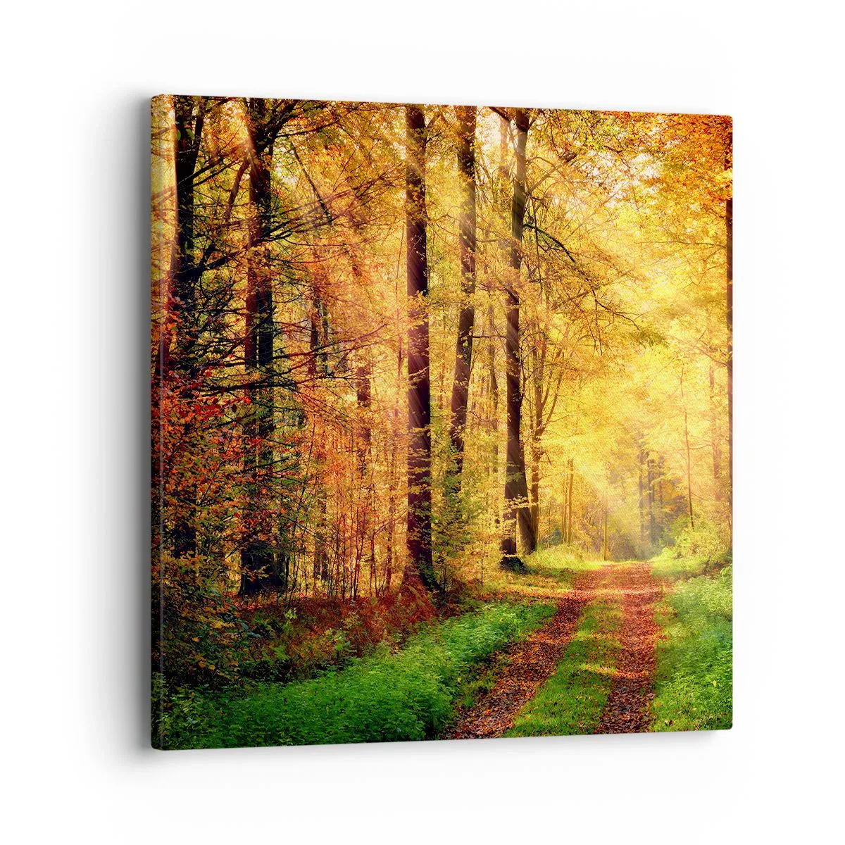 Bild auf Leinwand - Leinwandbild - Waldgoldene Stille - 40x40 cm