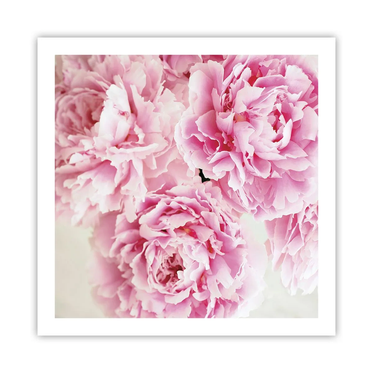 Poster - In rosa Glamour - 60x60 cm