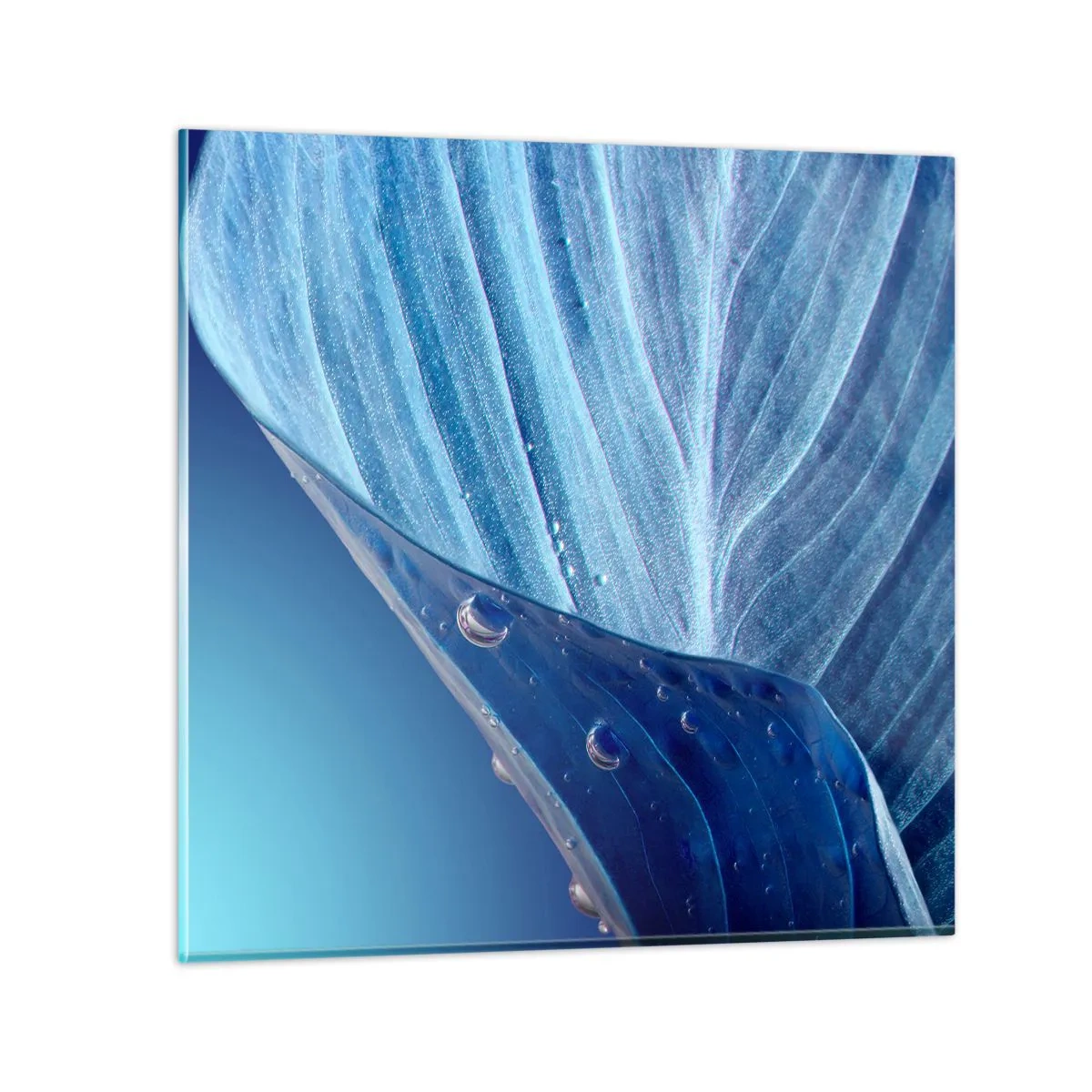 Glasbild - Bild auf glas - Versteckte Tropfen vom Blau - 50x50 cm