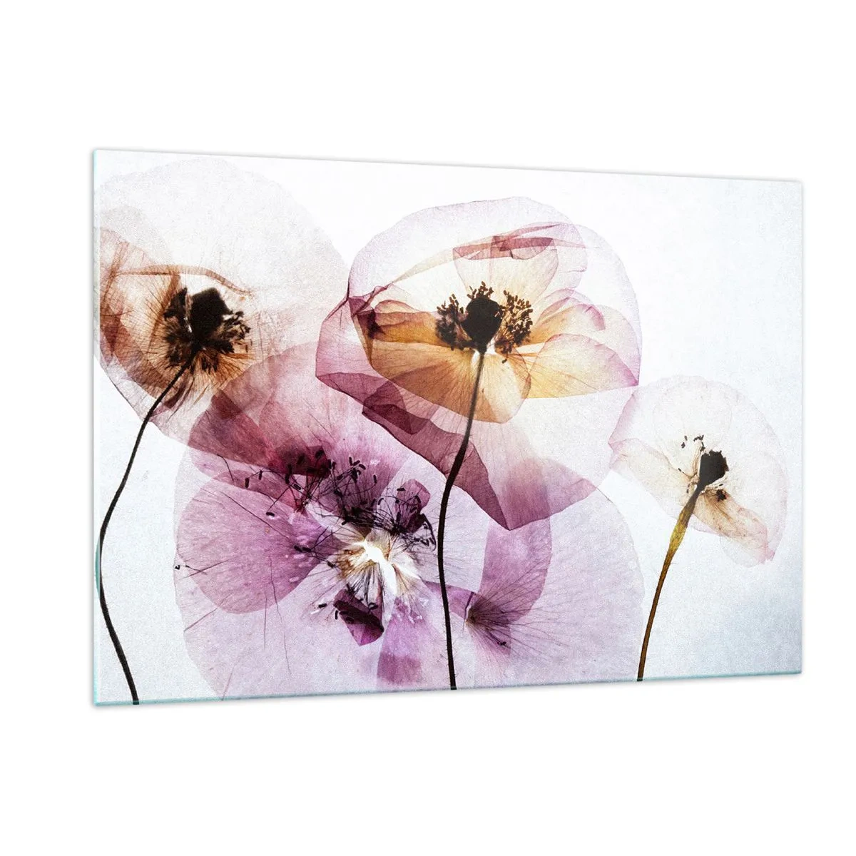 Glasbild - Bild auf glas - Zarte Blüten in transparenten Pastellfarben auf hellem Untergrund - 120x80cm - Transparente Körperblumen - Moderne Wanddekoration für Wohnzimmer und Schlafzimmer ARTTOR