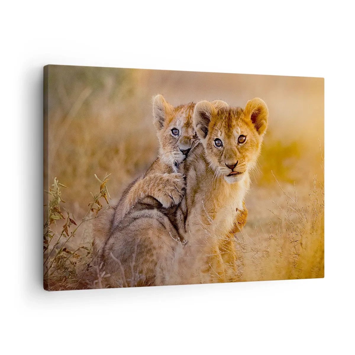 Bild auf Leinwand - Leinwandbild - Entzückende Löwenjungen in ihrer natürlichen Umgebung - 70x50cm - Bitte nicht stören! Wir haben Spaß - Moderne Wanddekoration für Wohnzimmer und Schlafzimmer ARTTOR