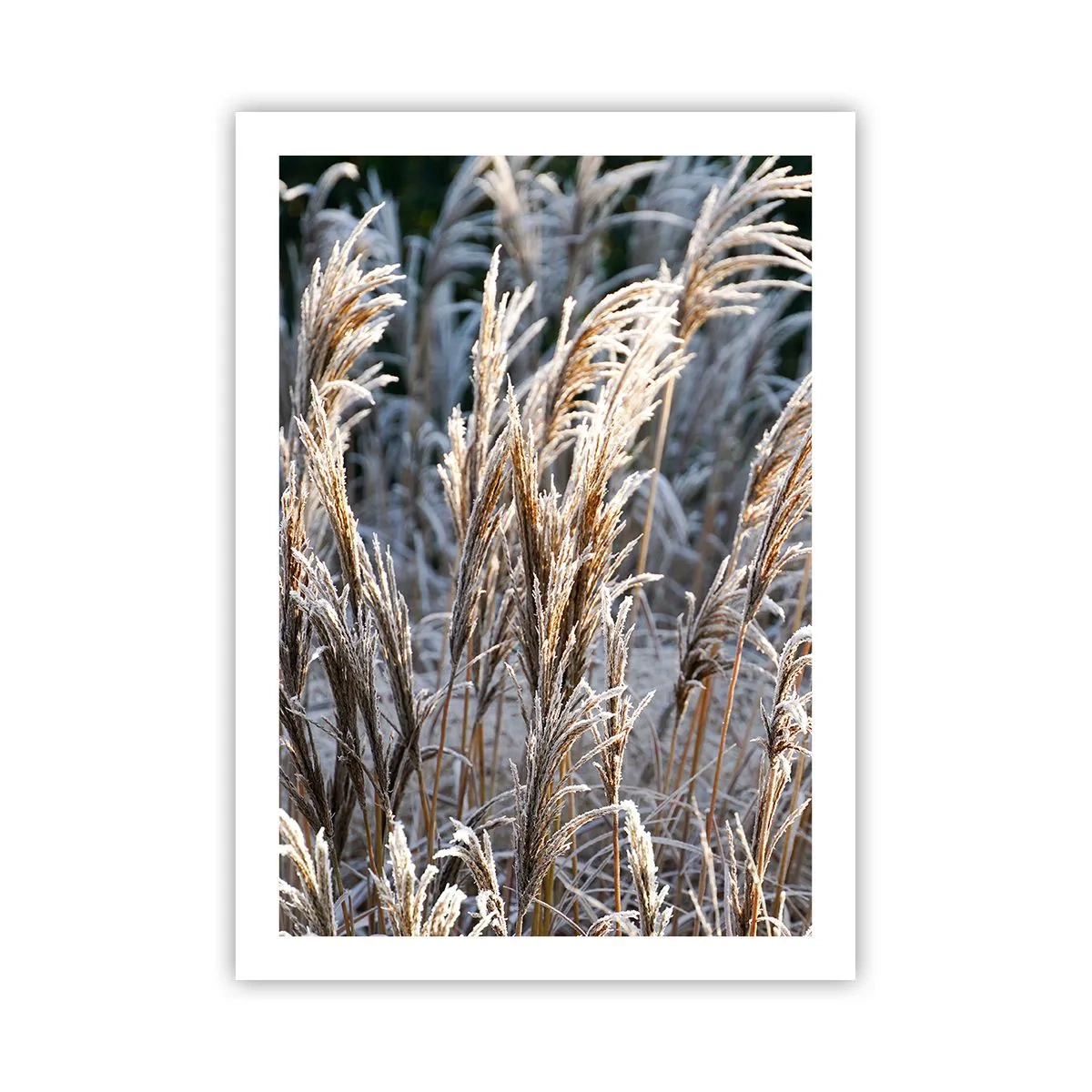 Poster - Getrocknete Gräser mit Frost bedeckt in einer Winterlandschaft - 50x70cm - Gekleidet mit Frost - Moderne Wanddekoration für Wohnzimmer und Schlafzimmer ARTTOR