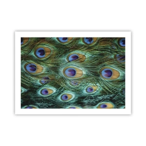 Poster - Ein Blick mit Pfauenaugen - 70x50 cm