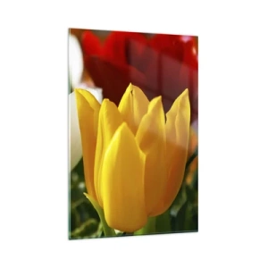 Glasbild - Bild auf glas - Nahaufnahme von bunten Tulpen vor einem Frühlingshintergrund - 80x120cm - Tulpenfieber - Moderne Wanddekoration für Wohnzimmer und Schlafzimmer ARTTOR