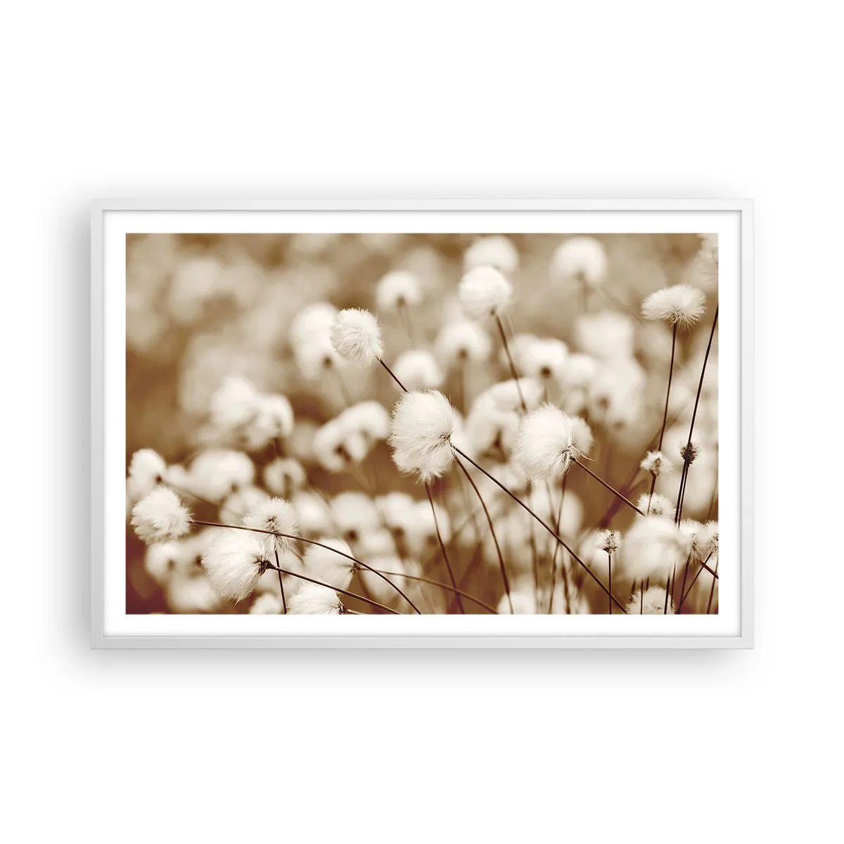 Poster in einem weißen Rahmen - Flauschiges Kornfeld - 91x61 cm