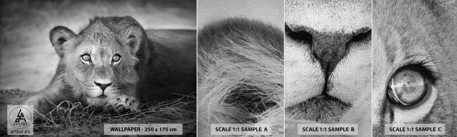 Fototapeten Muster Premium Canvas - Königlicher Welpe - Tiere, Löwe, Schwarz und weiß - 100x30 cm