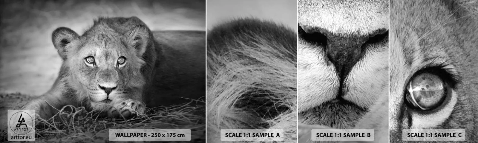 Fototapeten Muster Selbstklebend Deluxe Sticker - Königlicher Welpe - Tiere, Löwe, Schwarz und weiß - 100x30 cm