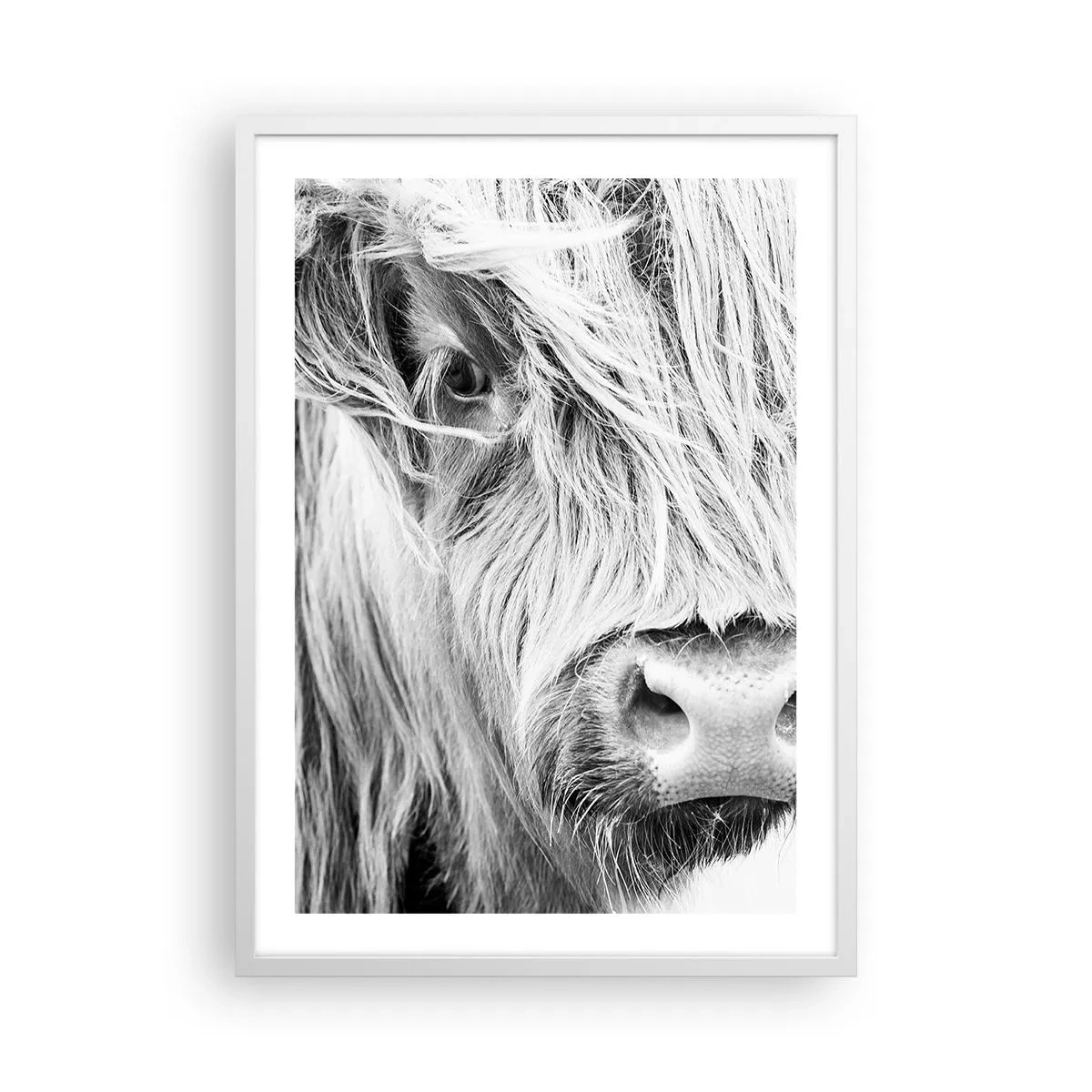 Poster in einem weißen Rahmen - Schottische Wildheit - 50x70 cm