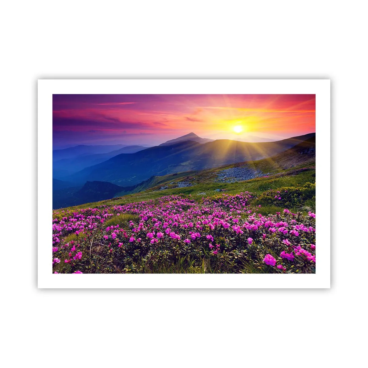 Poster - … Und drumherum duftet es nach Latschenkiefer und dem Duft von Kräutern - 70x50 cm