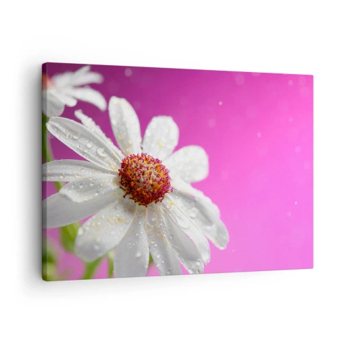 Bild auf Leinwand - Leinwandbild - Ein weißes Gänseblümchen mit Wassertropfen auf einem rosa Hintergrund - 70x50cm - Bescheiden in seiner Schönheit - Moderne Wanddekoration für Wohnzimmer und Schlafzimmer ARTTOR