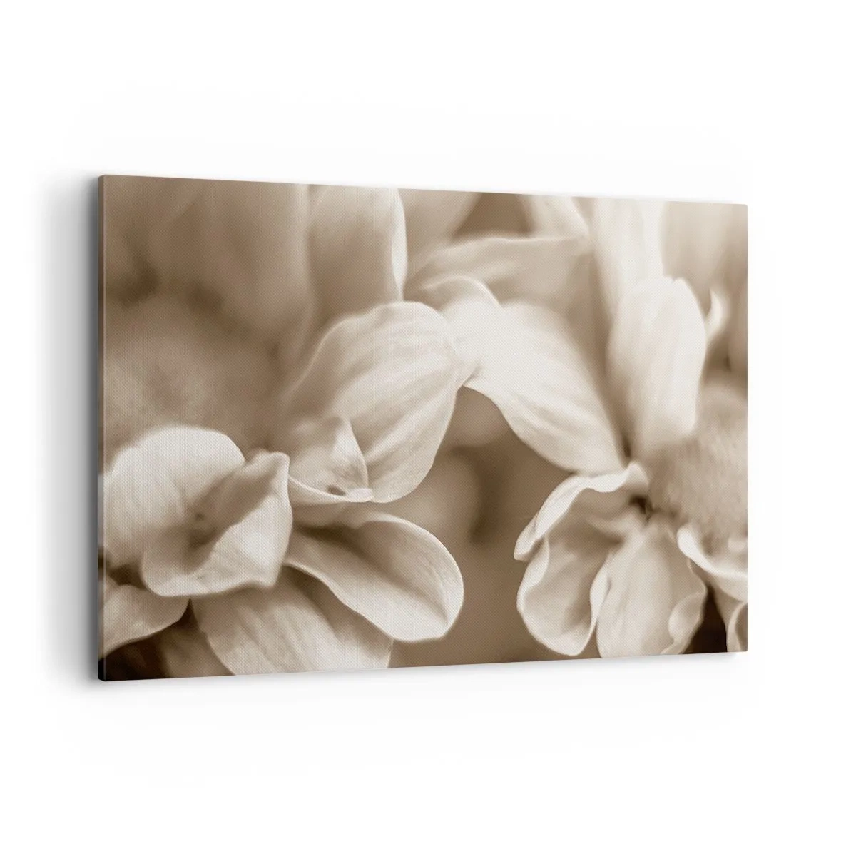 Bild auf Leinwand - Leinwandbild - Nahaufnahme von Blüten in zartem Sepia-Ton mit weichen Konturen - 120x80cm - So sanft wie ein Lächeln - Moderne Wanddekoration für Wohnzimmer und Schlafzimmer ARTTOR