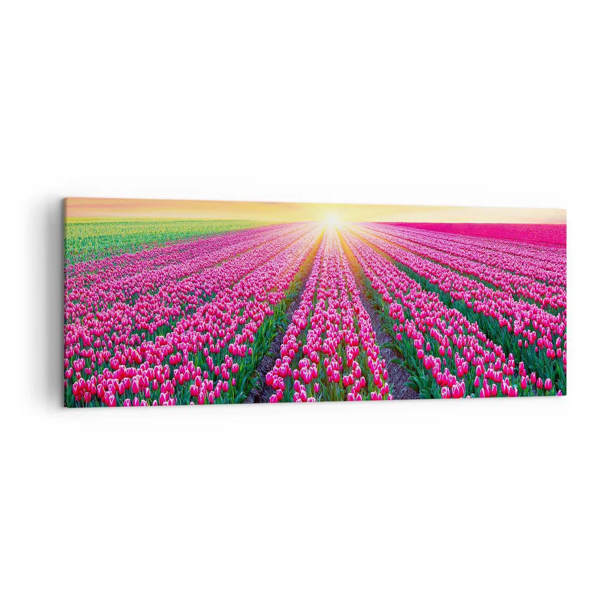 Bild auf Leinwand - Leinwandbild - Ein Tulpenfeld bei Sonnenuntergang - 140x50cm - Schönheitsfarm - Moderne Wanddekoration für Wohnzimmer und Schlafzimmer ARTTOR