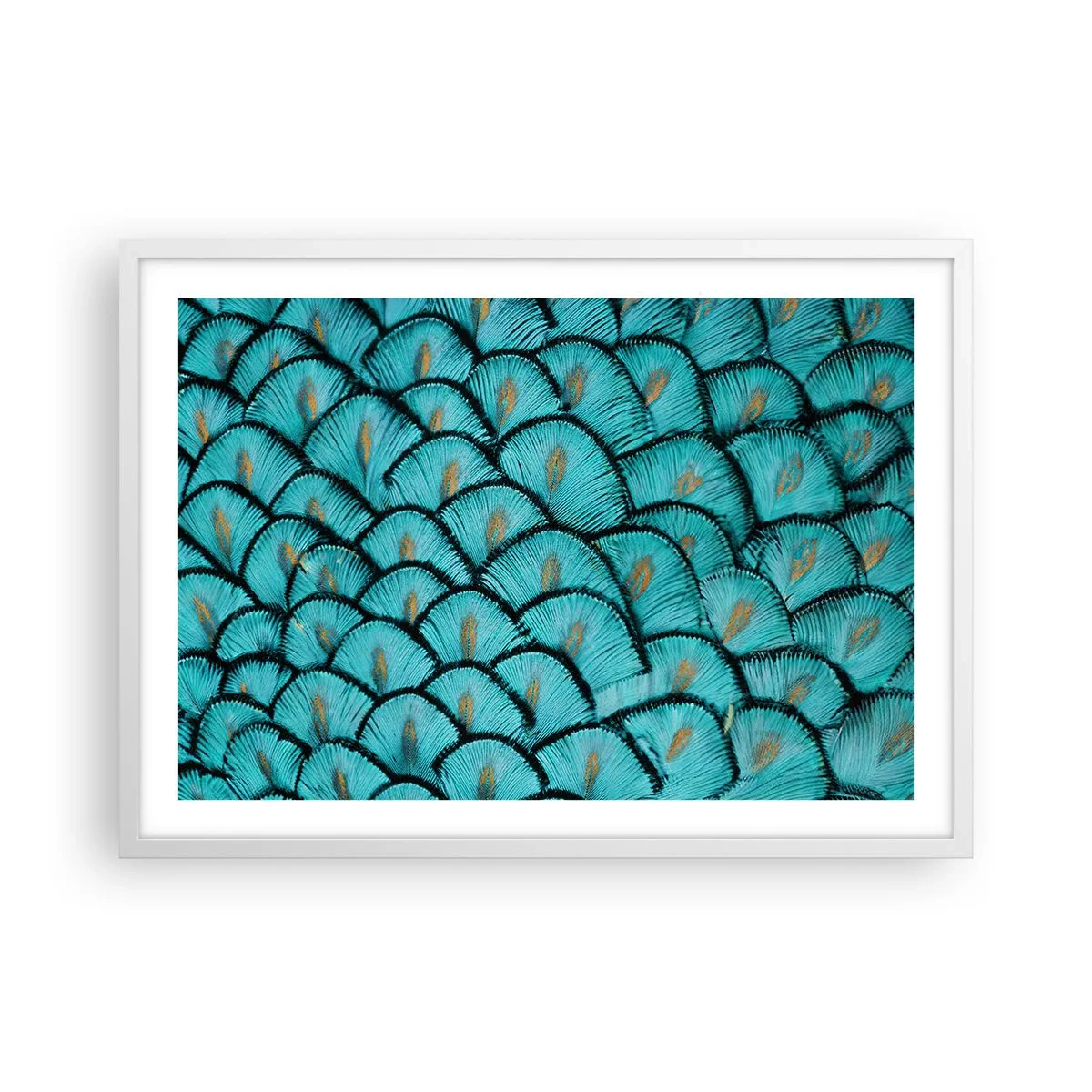 Poster in einem weißen Rahmen - Große Federgala - 70x50 cm