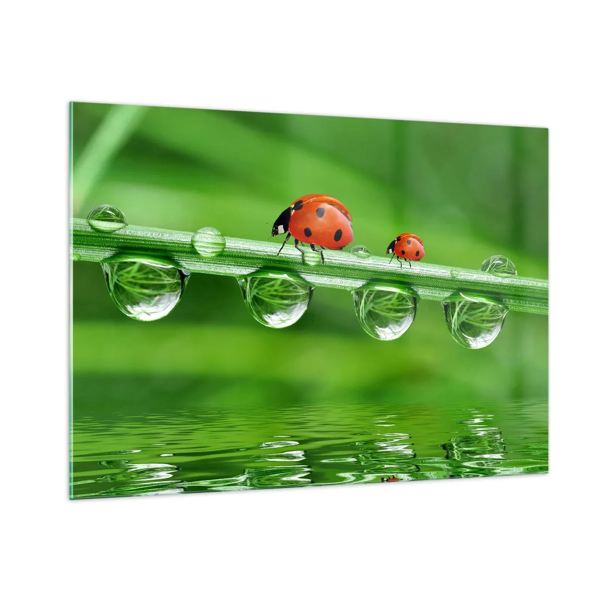Glasbild - Bild auf glas - Marienkäfer auf einem Grashalm mit Tautropfen und Spiegelung im Wasser - 100x70cm - Den ganzen Sommer unterwegs - Moderne Wanddekoration für Wohnzimmer und Schlafzimmer ARTTOR