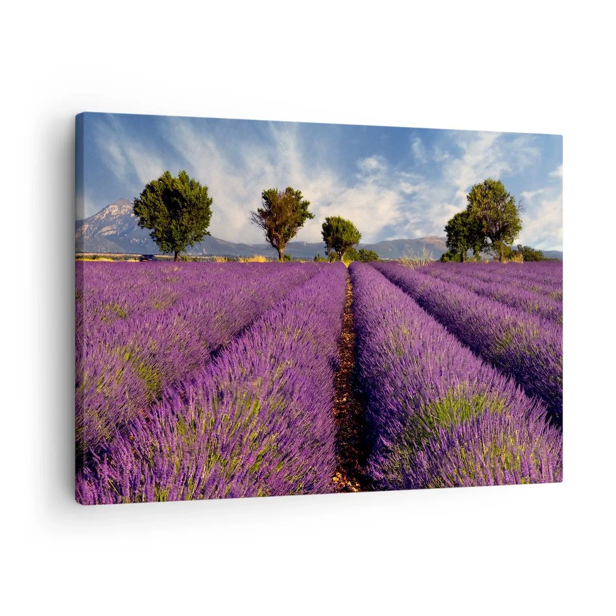 Bild auf Leinwand - Leinwandbild - Ein Lavendelfeld mit Bäumen vor der Kulisse von Bergen und Himmel - 70x50cm - Lavendelfelder - Moderne Wanddekoration für Wohnzimmer und Schlafzimmer ARTTOR