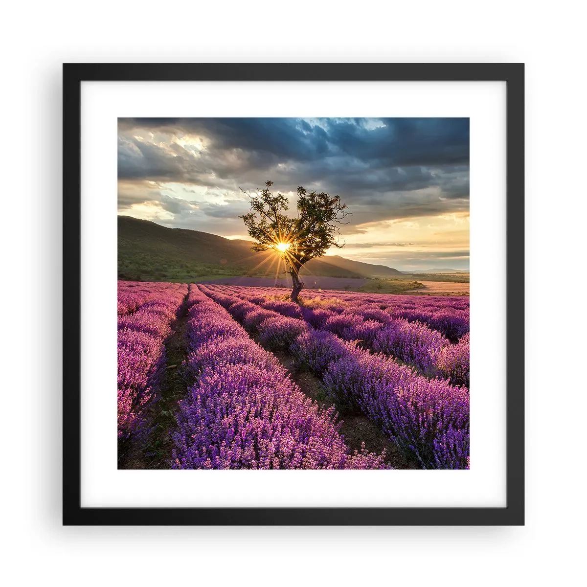 Poster in einem schwarzem Rahmen - Fliederfarbenes Aroma - 40x40 cm