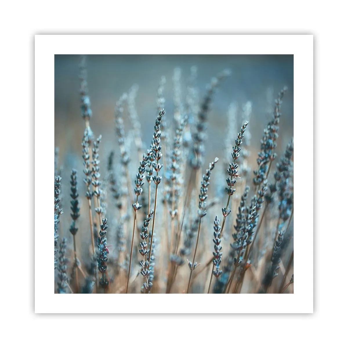 Poster - Duftendes Kornfeld - 50x50 cm