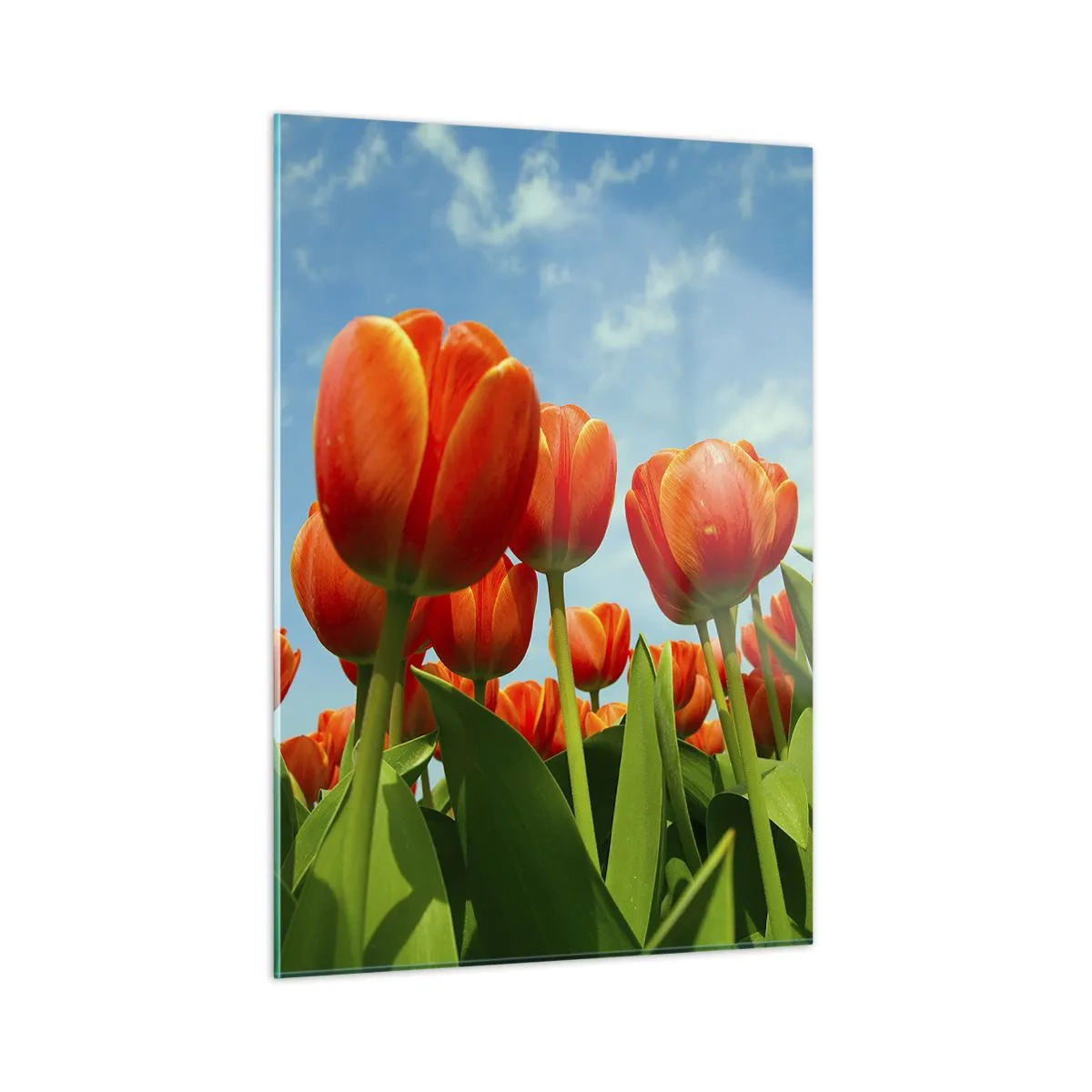 Glasbild - Bild auf glas - Ein Feld mit roten Tulpen unter blauem Himmel - 50x70cm - Außer dem blauen Himmel brauchen sie nichts in ihrem Leben - Moderne Wanddekoration für Wohnzimmer und Schlafzimmer ARTTOR